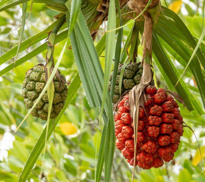 Pandanus