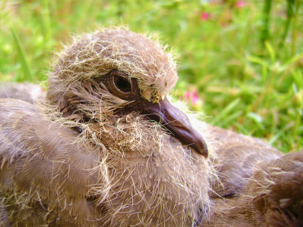 baby pigeon