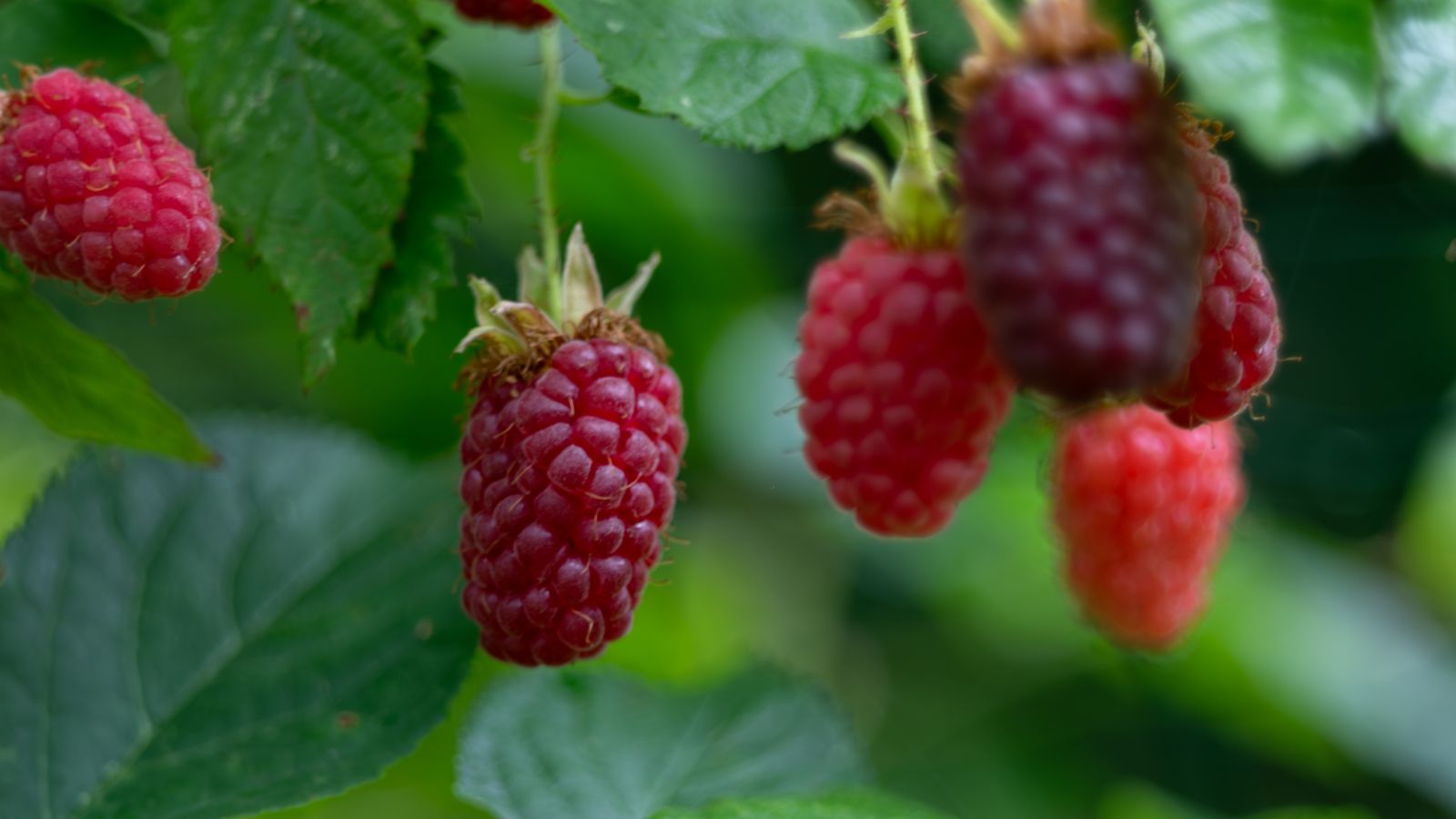 A shot of several developing red fruits alongside green leaves of a fruit-bearing perennial plant.