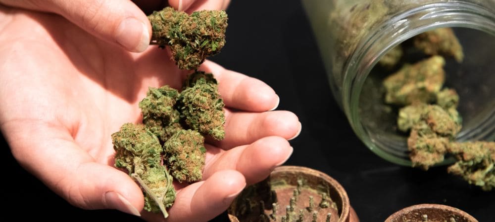 Come essiccare le cime di cannabis