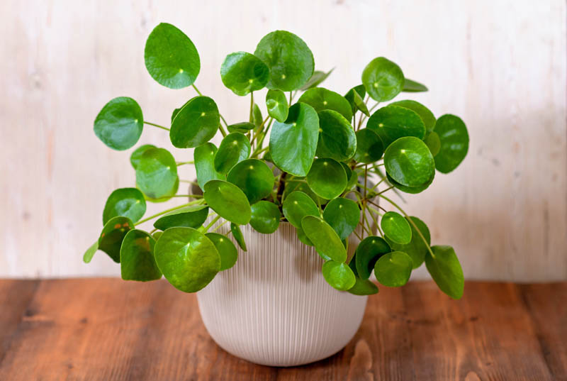 Chinese Money Plant