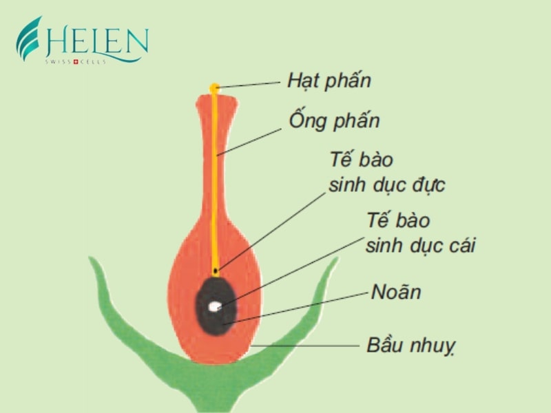 noãn thực vật là gì