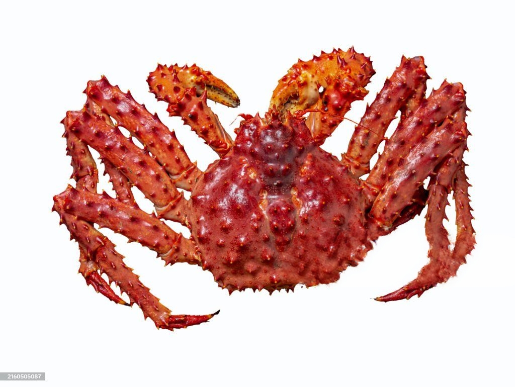 king crab pet