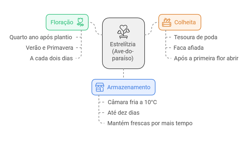 Floração e Produção de Hastes