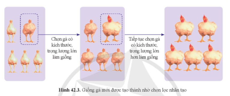 BÀI 42: GIỚI THIỆU VỀ TIẾN HÓA CHỌN LỌC NHÂN TẠO VÀ CHỌN LỌC TỰ NHIÊN