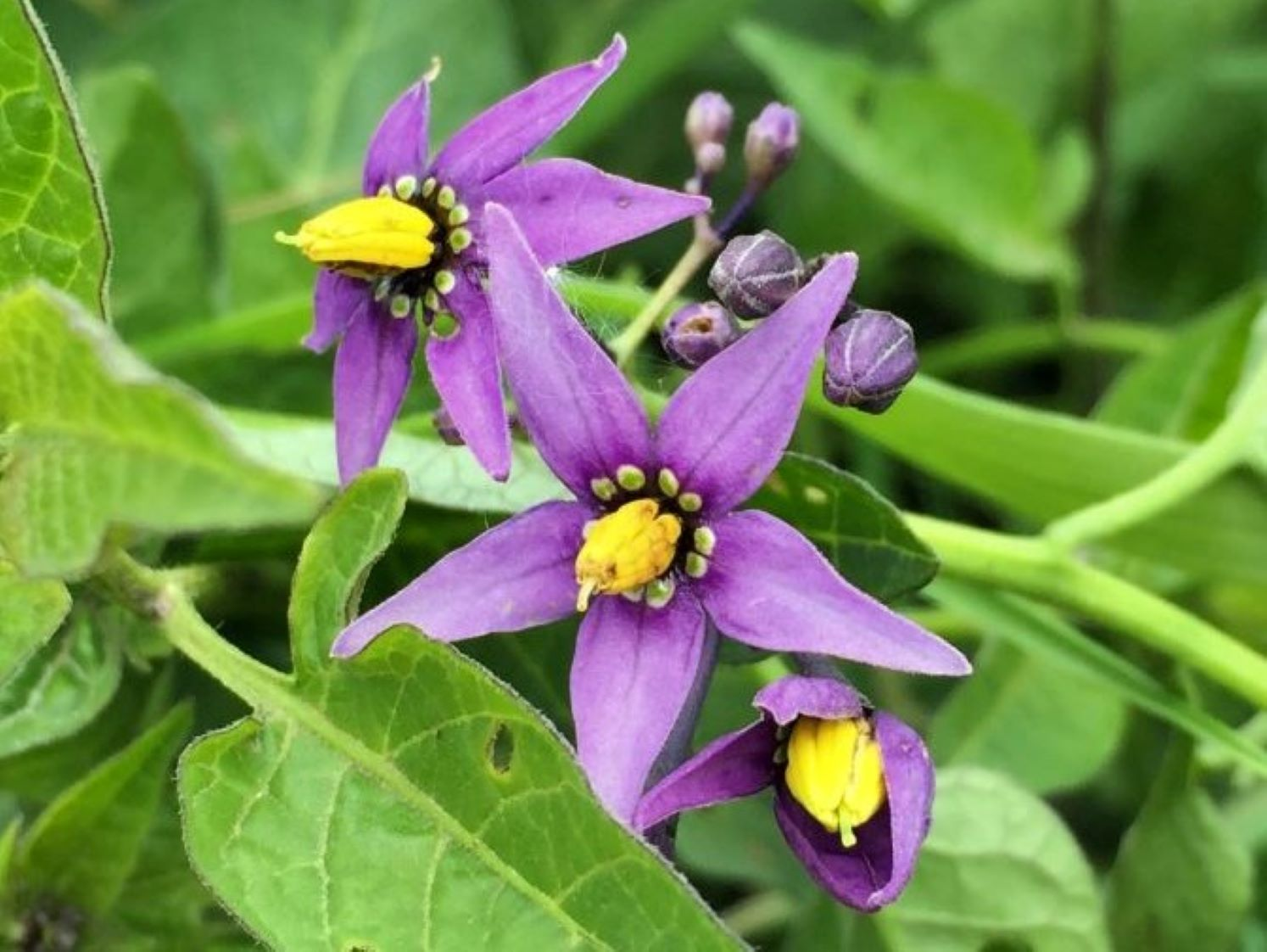 Black Nightshade