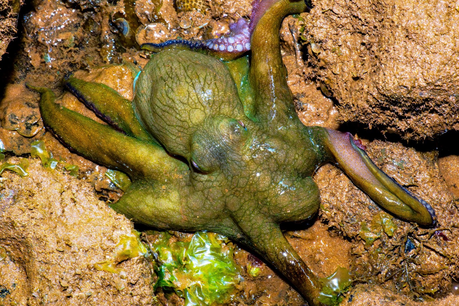  Polvo camuflado nas poças de maré do costão rochoso, durante a maré seca