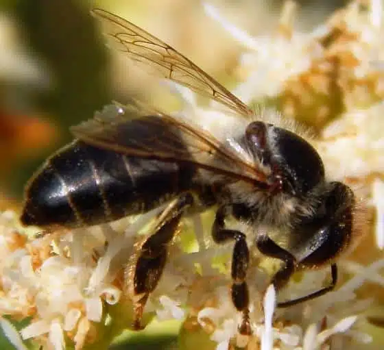 Les sous-espèces d’abeilles et tous les type de croisements - APICULTEUR DÉBUTANT