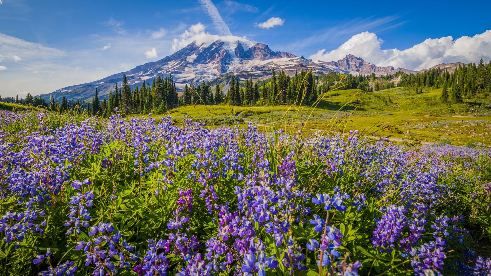 Panorama of a wildflower valley, purple flowers taking over the foreground, Mount Rainier visible behind a lush grassy valley