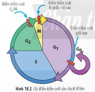 BÀI 18 - CHU KÌ TẾ BÀOMỞ ĐẦUCâu 1: Chu kì tế bào là hoạt động sống rất quan trọng đối với cơ thể sinh vật. Vậy cơ chế nào kiểm soát chu kì tế bào? Nếu sự phân chia tế bào một cách không bình thường sẽ dẫn đến hậu quả gì?Đáp án chuẩn:Chu kỳ tế bào kiểm soát sự phân bào qua các điểm kiểm soát. Nếu phân chia tế bào không bình thường, có thể gây ung thư, do các tế bào lỗi liên tục được tạo ra, tạo thành khối u và có thể di căn đến các cơ quan khác.I. KHÁI NIỆM CHU KÌ TẾ BÀOCâu 1: Chu kì tế bào là gì? Đáp án chuẩn:Chu kỳ tế bào là quá trình từ lần phân bào này đến lần phân bào tiếp theo, trong đó các sự kiện diễn ra tuần tự dẫn tới hình thành hai tế bào con từ một tế bào mẹ ban đầu.Câu 2: Sau một chu kì tế bào thì từ một tế bào mẹ ban đầu tạo ra được bao nhiêu tế bào con? Đáp án chuẩn:- Hai tế bào con.Luyện tập: Các tế bào mới được tạo ra từ tế bào ban đầu giống hay khác nhau?Đáp án chuẩn:- Giống nhau và giống với tế bào mẹ ban đầu.II. CÁC PHA CỦA CHU KÌ TẾ BÀOCâu 3: Hãy quan sát Hình 18.1 và cho biết: Chu kì tế bào gồm những giai đoạn nào? Kể tên các giai đoạn của chu kì tế bào.Đáp án chuẩn:Chu kì tế bào gồm 2 giai đoạn: Kỳ trung gianGia đoạn phân chia tế bào (Pha M)Câu 4: Hãy quan sát Hình 18.1 và cho biết: Trình bày mối quan hệ giữa các pha trong chu kì tế bào.Đáp án chuẩn:Mối quan hệ giữa các pha trong chu kì tế bào: Giai đoạn chuẩn bị giúp tổng hợp các chất cần thiết cho giai đoạn phân chia và kiểm soát chu kì tế bào.  Pha phân bào tạo ra các tế bào mới, các tế bào này tiếp tục quá trình phân bào.Luyện tập: Lập bảng trình bày vai trò của các pha G1, S, G2, M xảy ra trong chu kì tế bào.Đáp án chuẩn:Các phaVai tròG1Tổng hợp các chất cần thiết chuẩn bị cho nhân đôi DNA.SNhân đôi DNA và nhiễm sắc thể.G2Tổng hợp các chất còn lại cần thiết cho sự phân bào.MQuá trình phân chia nhân để phân chia đồng đều vật chất di truyền cho các tế bào con.Quá trình phân chia tế bào chất để tách tế bào mẹ thành hai tế bào con hoàn toàn độc lập.III. KIỂM SOÁT CHU KÌ TẾ BÀOCâu 5: Hãy quan sát Hình 18.2 và cho biết: Chu kì tế bào có mấy điểm kiểm soát? Kể tên các điểm kiểm soát chu kì tế bào.Đáp án chuẩn:Có ba điểm kiểm soát chính trong chu kỳ tế bào là điểm kiểm soát G1, G2/M và chuyển tiếp giữa kỳ.Câu 6: Hãy quan sát Hình 18.2 và cho biết: Nêu ý nghĩa của việc kiểm soát chu kì tế bào.Đáp án chuẩn:Kiểm soát tế bào đảm bảo từng giai đoạn trong chu kỳ tế bào được hoàn tất chính xác trước khi tiếp tục sang giai đoạn tiếp theo. Nếu phát hiện sai sót, chu kỳ tế bào sẽ bị chặn tại điểm kiểm soát cho đến khi sai sót được khắc phục.IV. UNG THƯCâu 7: Hãy quan sát Hình 18.3 và cho biết điểm khác biệt của việc phân chia tế bào bình thường và tế bào ung thư.Đáp án chuẩn:Trong tế bào bình thường, khi phân chia tạo ra tế bào lỗi, sự kiểm soát chu kỳ tế bào phát hiện và tế bào lỗi chết theo chương trình. Trong tế bào ung thư, tế bào lỗi không chết theo chương trình mà tiếp tục phân chia, tạo ra nhiều tế bào lỗi khác.Câu 8: Hãy quan sát hình 18.4 và cho biết cơ chế hình thành khối u ác tính.Đáp án chuẩn:Khi tế bào bị đột biến, chúng có thể phân chia và tạo thành nhiều tế bào đột biến khác. Những tế bào này mất kiểm soát, dẫn đến hình thành khối u ung thư. Nếu không phát hiện và can thiệp kịp thời, khối u có thể lan qua hệ tuần hoàn hoặc hệ bạch huyết, gây ra ung thư di căn đến các cơ quan khác trong cơ thể.Luyện tập: Thông qua các biểu đồ của Hình 18.5, hãy cho biết yếu tố nào dưới đây có nguy cơ cao gây ung thư và cách phòng tránh bệnh ung thư.Đáp án chuẩn:* Yếu tố có nguy cơ cao gây ung thư: Ăn uống không lành mạnh, hút thuốc, di truyền.* Để phòng tránh ung thư, cần tuân thủ các nguyên tắc sau:- Xây dựng lối sống khoẻ như không hút thuốc, thường xuyên tập thể dục.- Có chế độ ăn uống lành mạnh và khoa học như hạn chế các thức uống có cồn và thực phẩm nhanh, ít dầu mỡ.Vận dụng: 1. Hãy tiến hành điều tra thực trạng các bệnh ung thư tại địa phương em. 2. Thiết kế áp phích hoặc vẽ tranh tuyên truyền về việc phòng chống các bệnh ung thư.Đáp án chuẩn:1. Việt Nam ghi nhận 182.563 ca mắc mới và 122.690 ca tử vong do ung thư năm 2020 theo GLOBOCAN. Tỷ lệ mắc mới là 159 trên 100.000 người và tỷ lệ tử vong là 106 trên 100.000 người. Việt Nam xếp thứ 91/185 về tỷ lệ mắc mới và thứ 50/185 về tỷ lệ tử vong. Các ung thư phổ biến ở nam giới là gan, phổi, dạ dày, đại trực tràng, tiền liệt tuyến, chiếm 65,8% tổng số ca. Ở nữ giới là vú, phổi, đại trực tràng, dạ dày, gan, chiếm 59,4% tổng số ca. Cả hai giới đều có ung thư gan, phổi, vú, dạ dày và đại trực tràng là các loại phổ biến nhất.2. BÀI TẬP