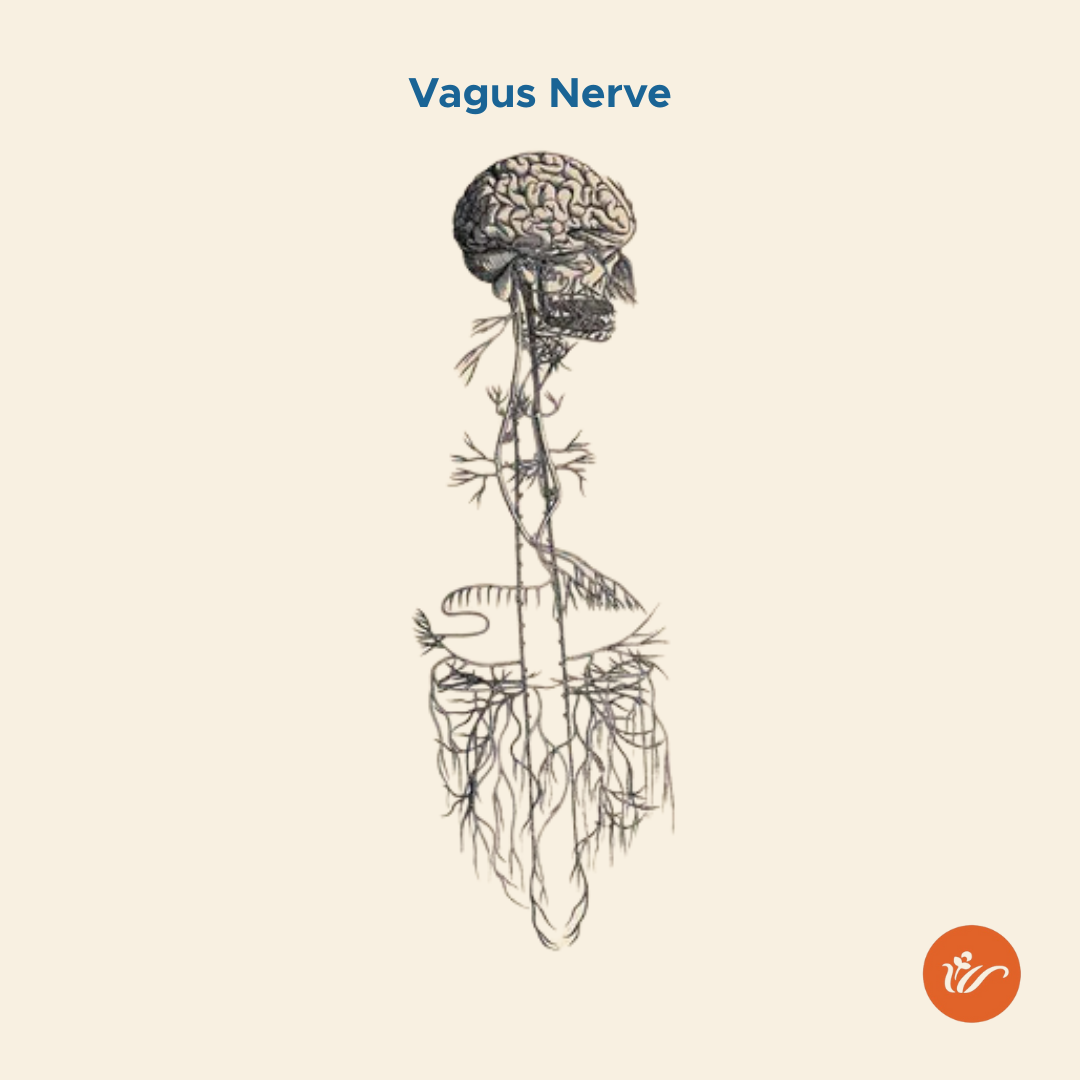 vagus nerve