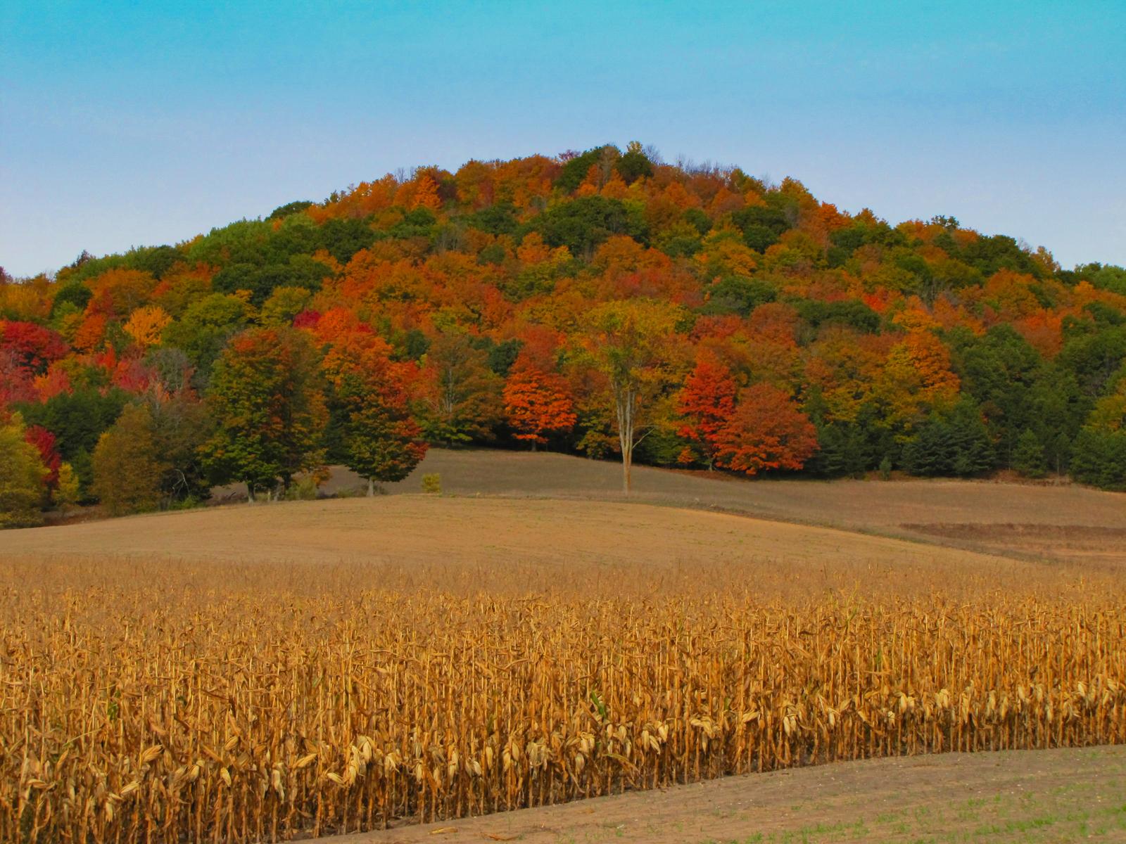 ../parrishphotosforpieandchai/Parrish_Cornfield%20&%20Mountain.jpg