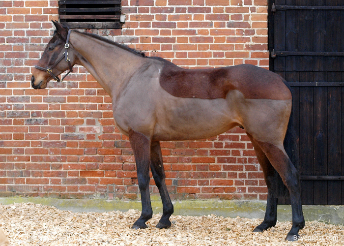 Types of Horse Clips
