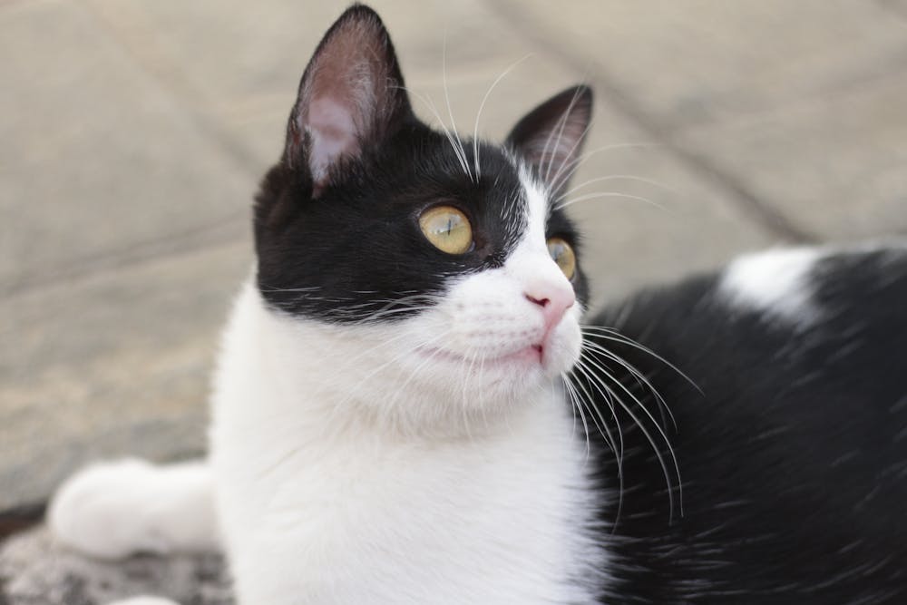 Close-up of a Black and White Domestic Cat