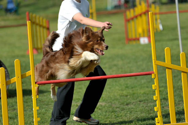 How to Stop a Dog from Barking