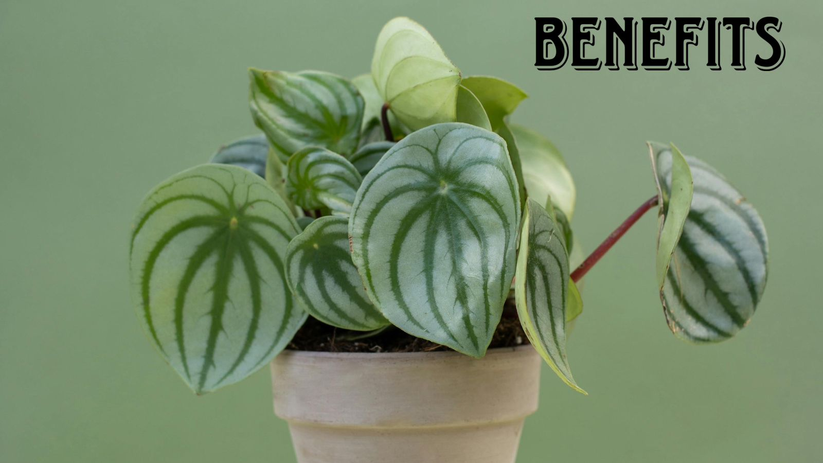 Advantages of Peperomia Plant Indoors