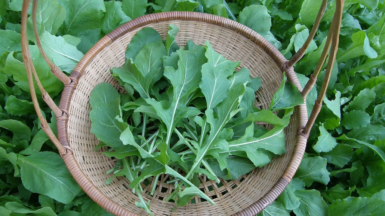 Growing arugula