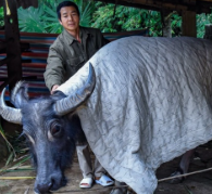 Giữ ấm cho vật nuôi.olm