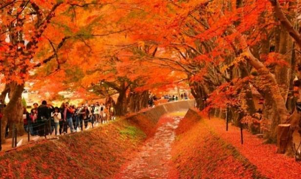 Momiji Kairo: Hành Trình Ngắm Lá Phong Đỏ Bên Bờ Hồ Kawaguchi - Du lịch  Nhật Bản