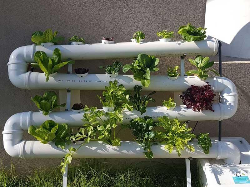 Hydroponic Farming