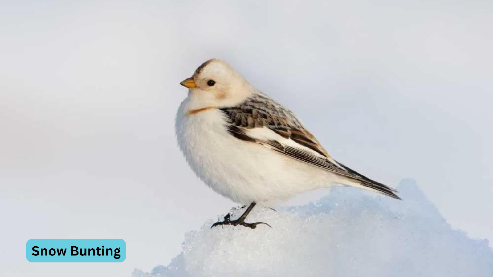 Snow Bunting