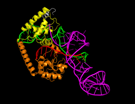 A structure of a dna

Description automatically generated with medium confidence