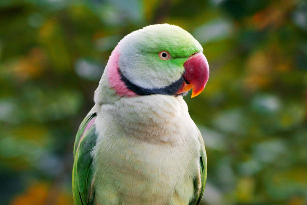 green parrot