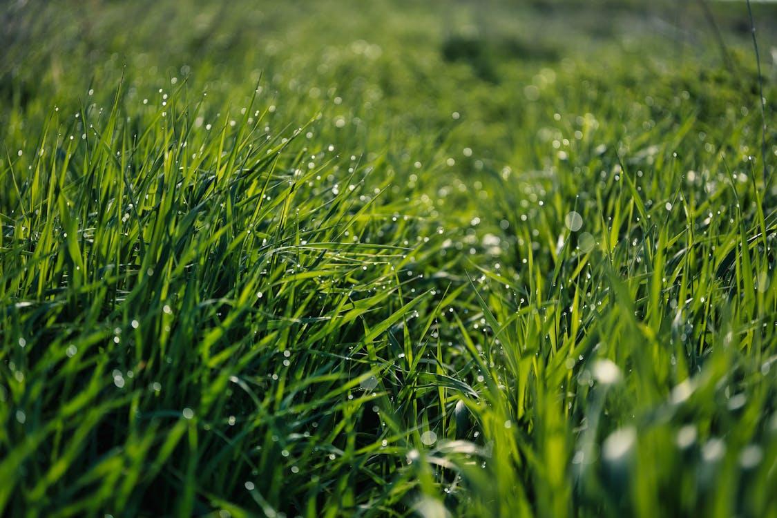 Free Close Up Photo of Wet Green Grass  Stock Photo