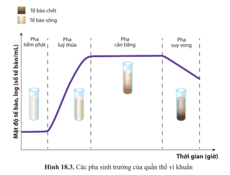 BÀI 18 - SINH TRƯỞNG VÀ SINH SẢN Ở VI SINH VẬT