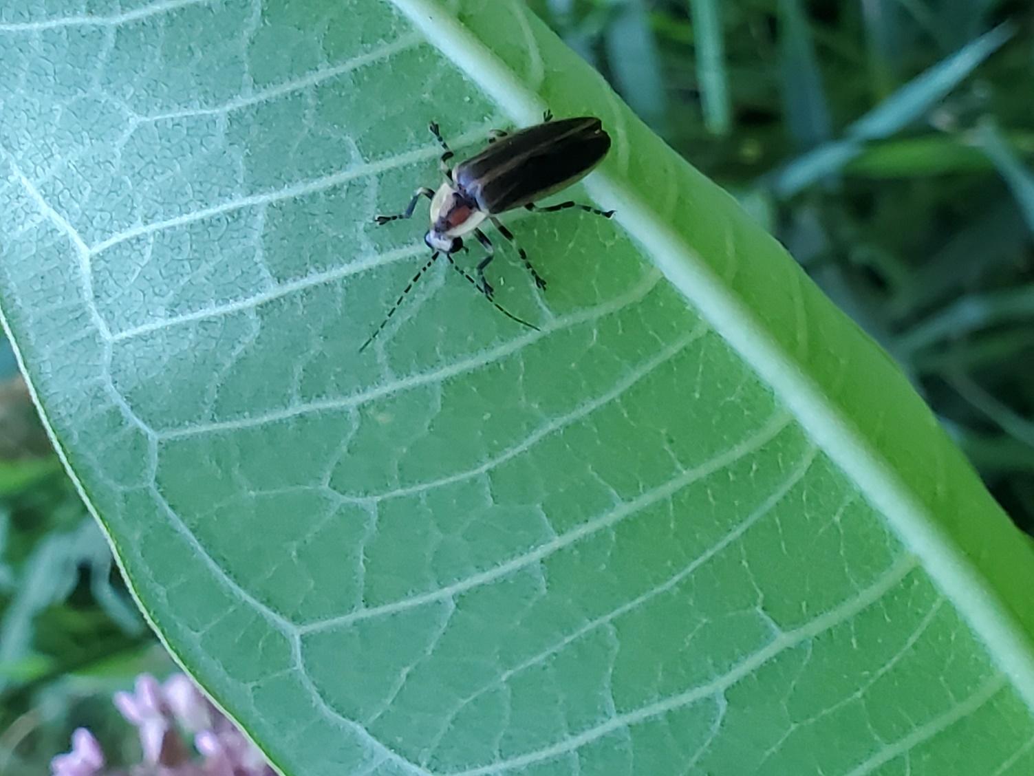 A bug on a leaf

Description automatically generated