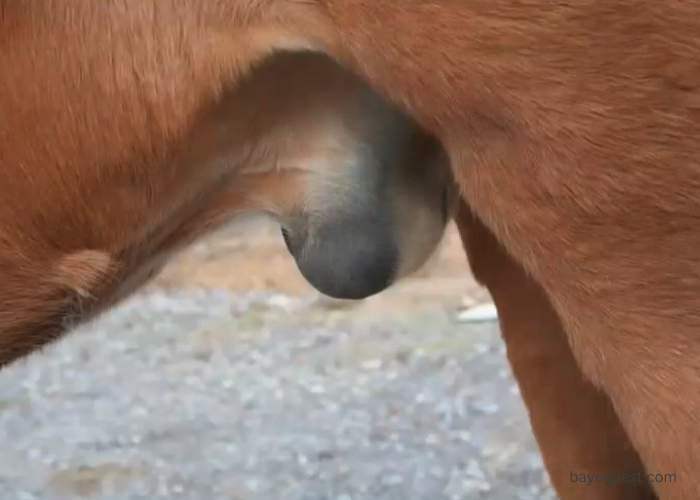 Swollen Horse Sheath Infection Symptoms
