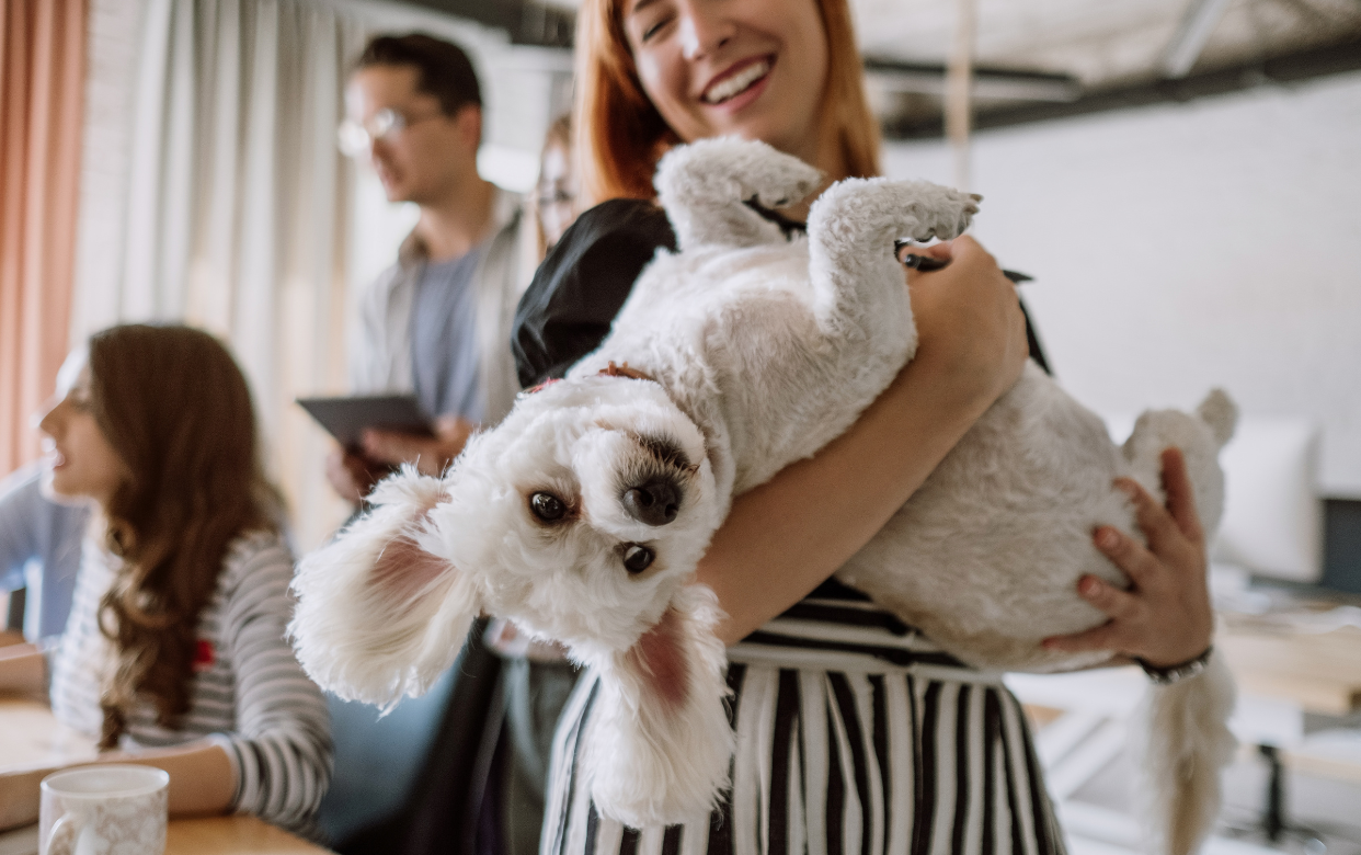 Pet contest