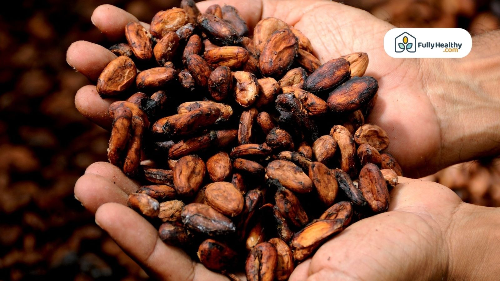 Hands holding roasted cacao beans with Fully Healthy logo visible
