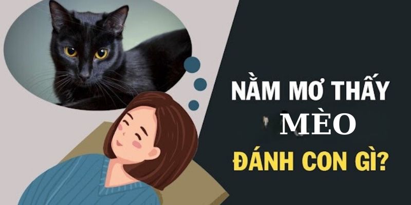 Cụ thể các trường hợp nằm mơ thấy mèo con đánh số mấy