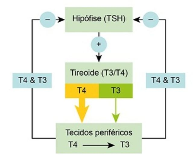 tireoide