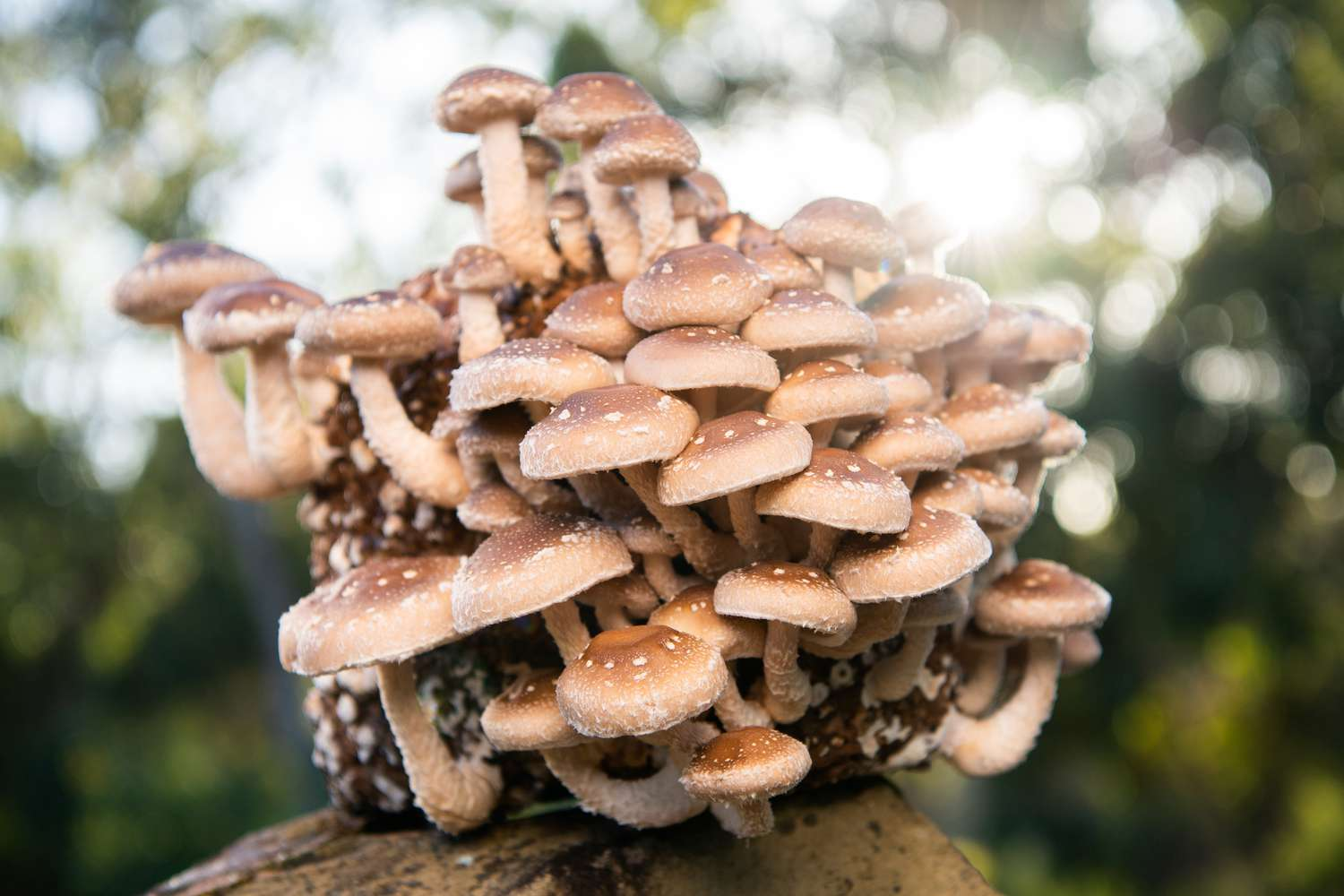 mushroom cultivation