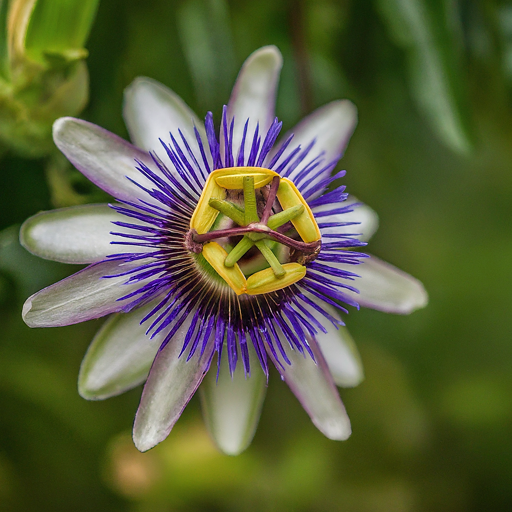 How to Grow Thriving Passion Flowers: A Comprehensive Guide