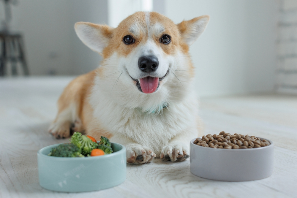 UK Raw Feeding Tips for Picky Dogs