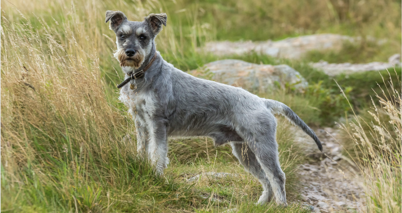 Schnauzer outside in the grass