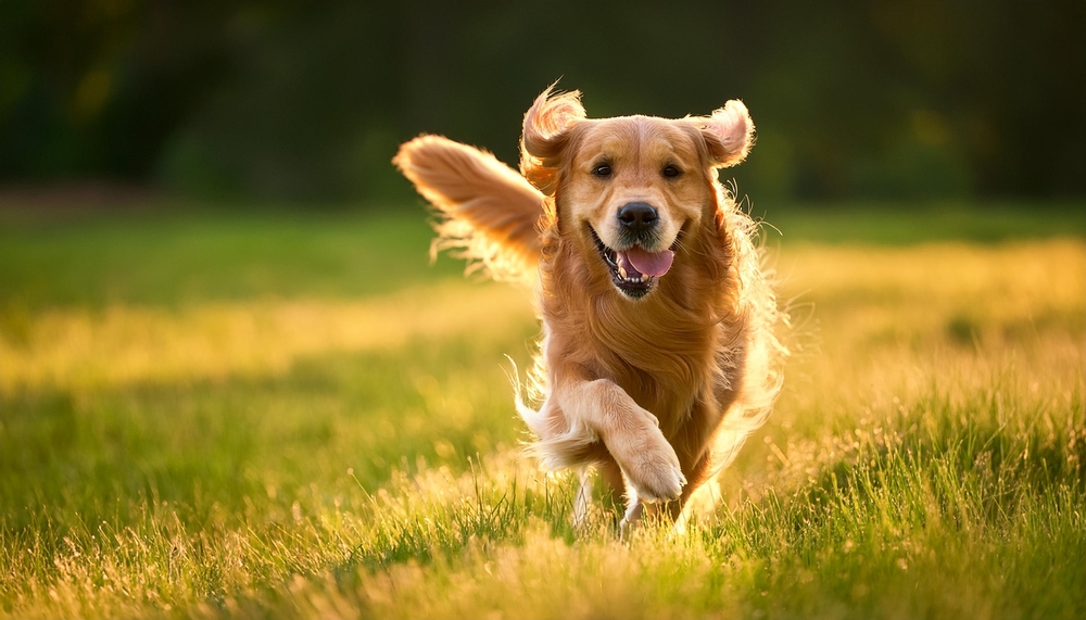 A happy golden retriever running across a field of grass.