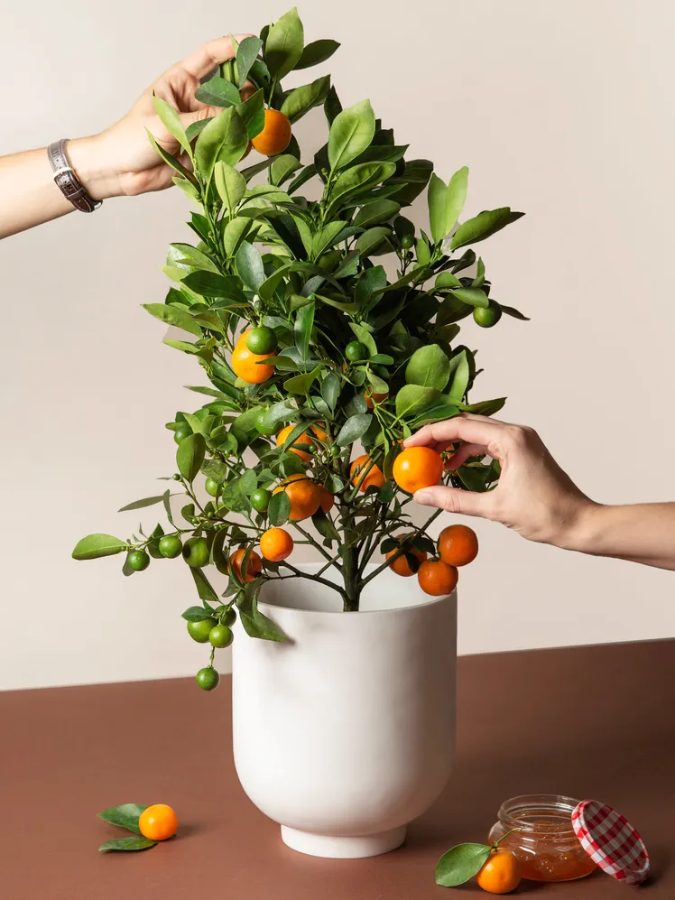 Harvesting Calamondin