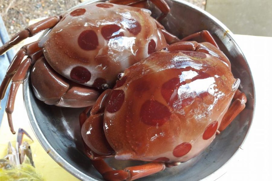 This crab has a special appearance with red spots on its shell like moonlight.