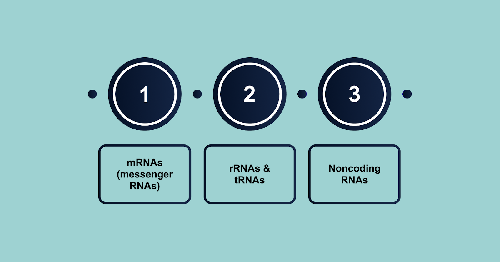 Functional Implications of Mitochondrial RNAs
