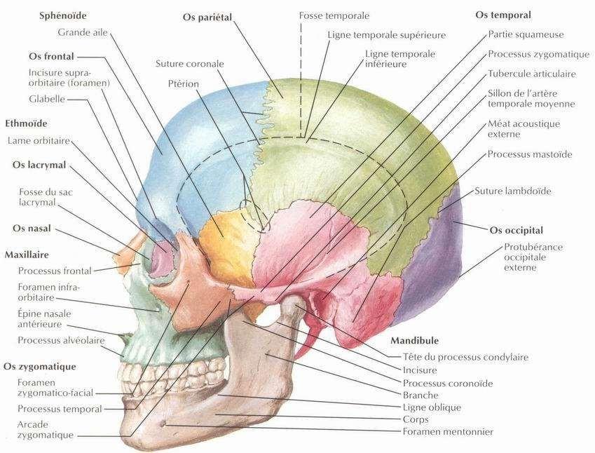 C:\Users\AHMED\Desktop\RADIOLOGIE GENERALE\ANNATOMIE\planches\002-1.JPG