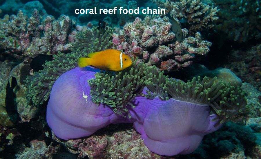coral reef food chain