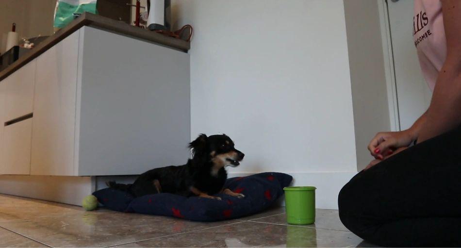 Rachel Rodgers playing the bucket game with her dog Rico