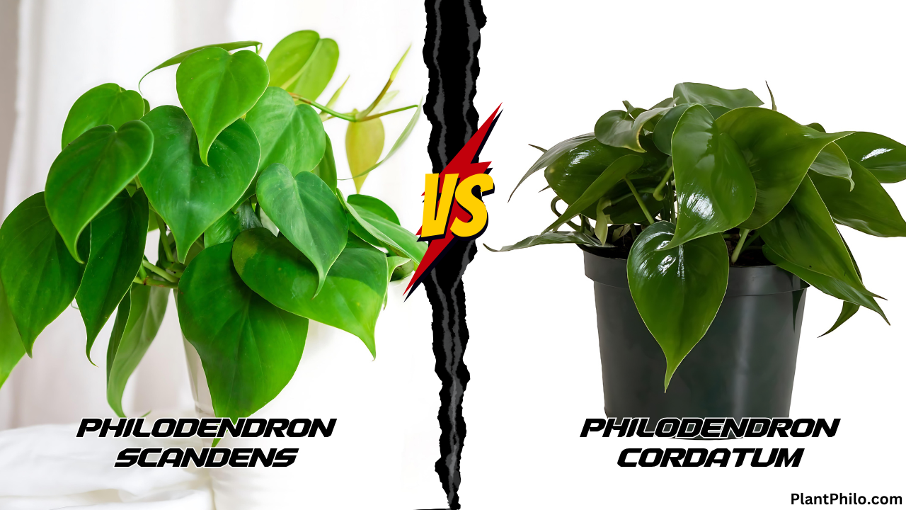 Philodendron Scandens vs. Cordatum leaf Comparison difference Leaf Shape Color Growth Habit Common Problems and Solutions