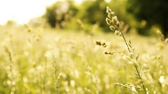 Grass Stem in Field