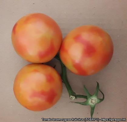 https://ggiskzr.by/images/quarantine-objects-photos/tomato-brown-rugose-virus(2).jpg