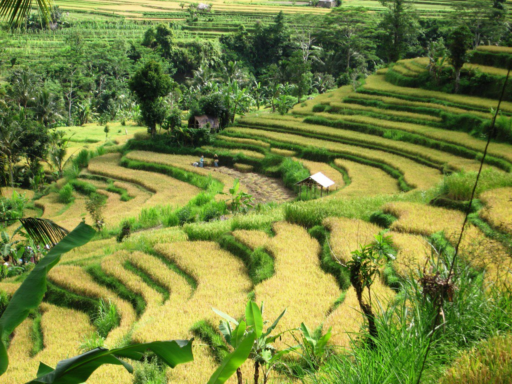 aktiviti menarik di bali